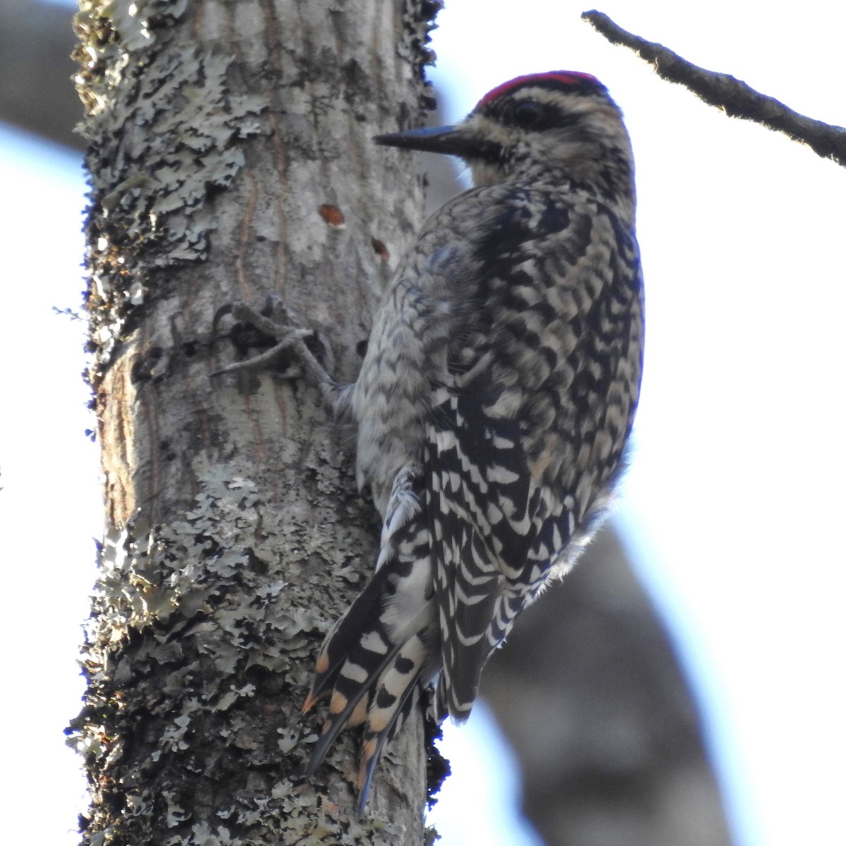 Yellow-bellied Sapsucker - ML616565870