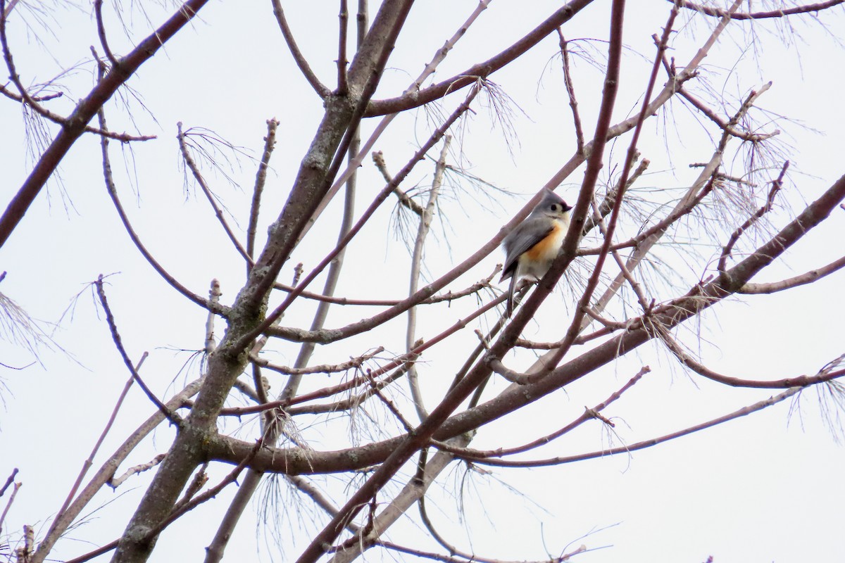 Tufted Titmouse - ML616565878