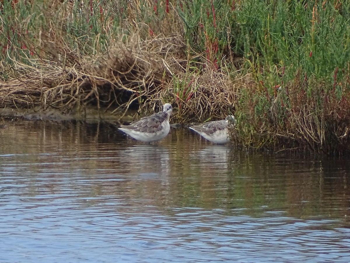 Wilson's Phalarope - ML616565926