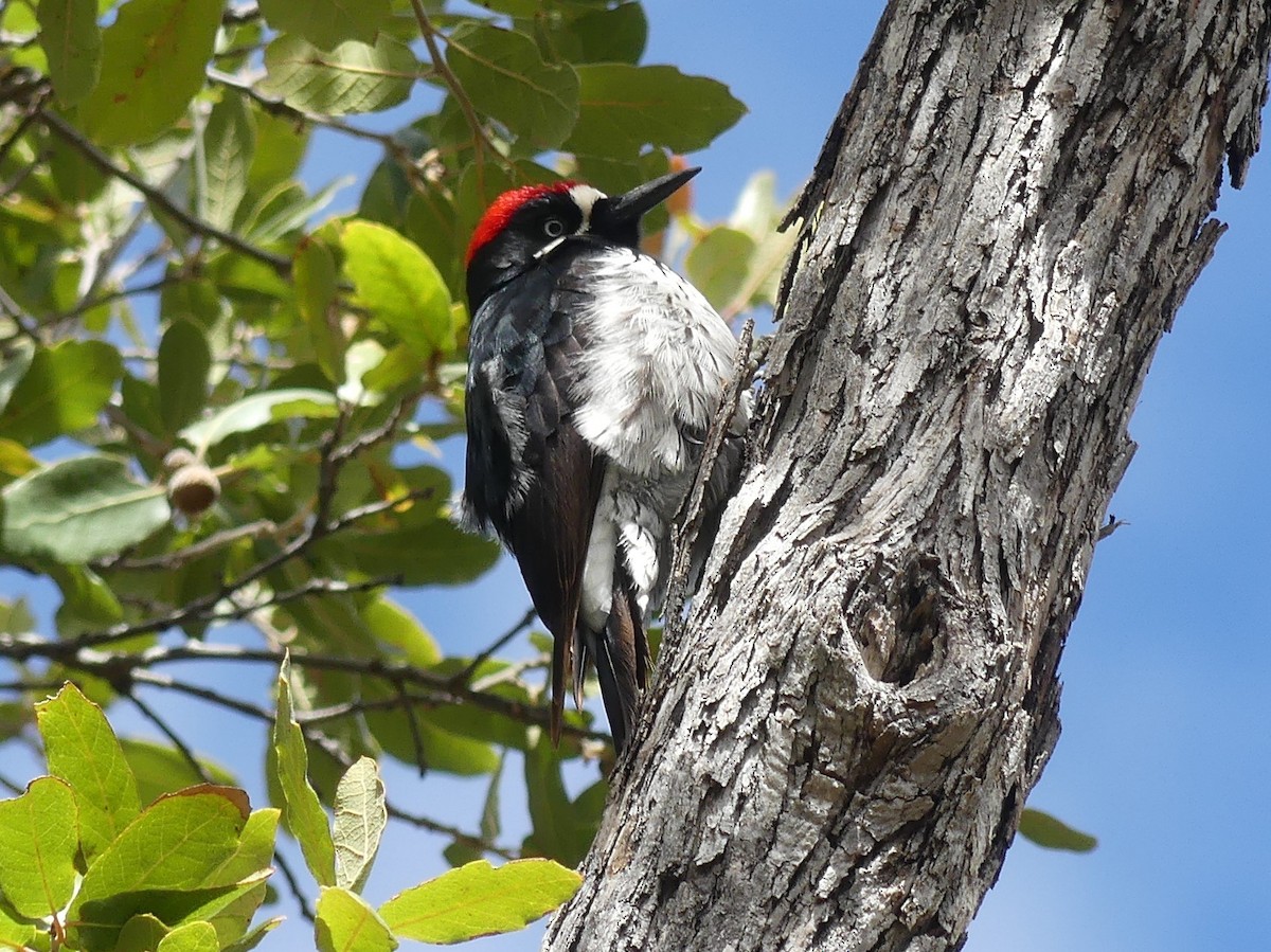 Acorn Woodpecker - Ted Down