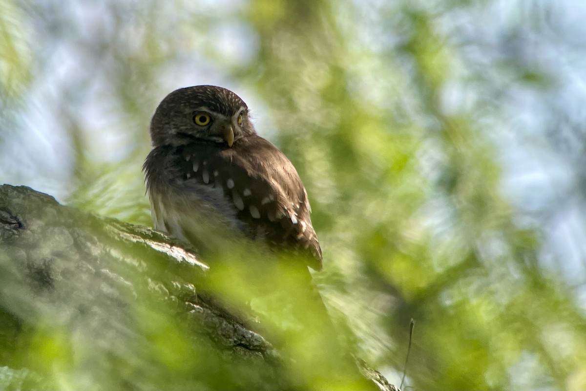 Ferruginous Pygmy-Owl - ML616565958