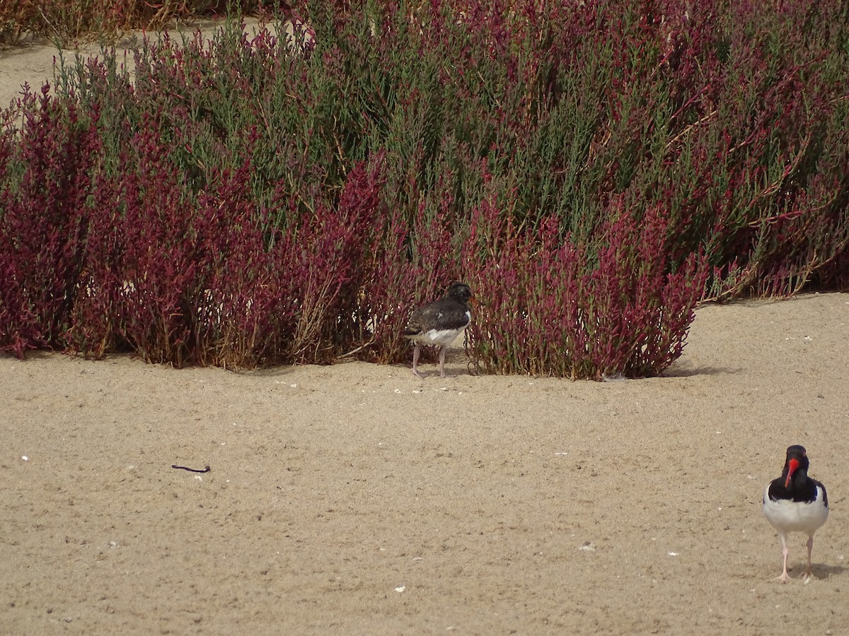 American Oystercatcher - Nicole Arcaya-Orrego