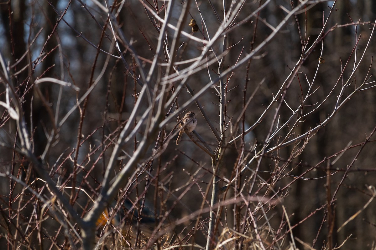 Song Sparrow - ML616565987