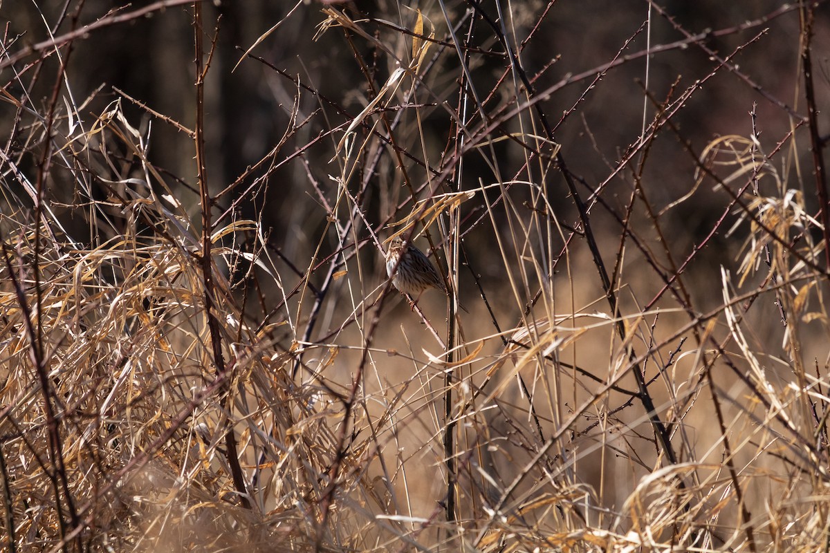 Song Sparrow - ML616565989