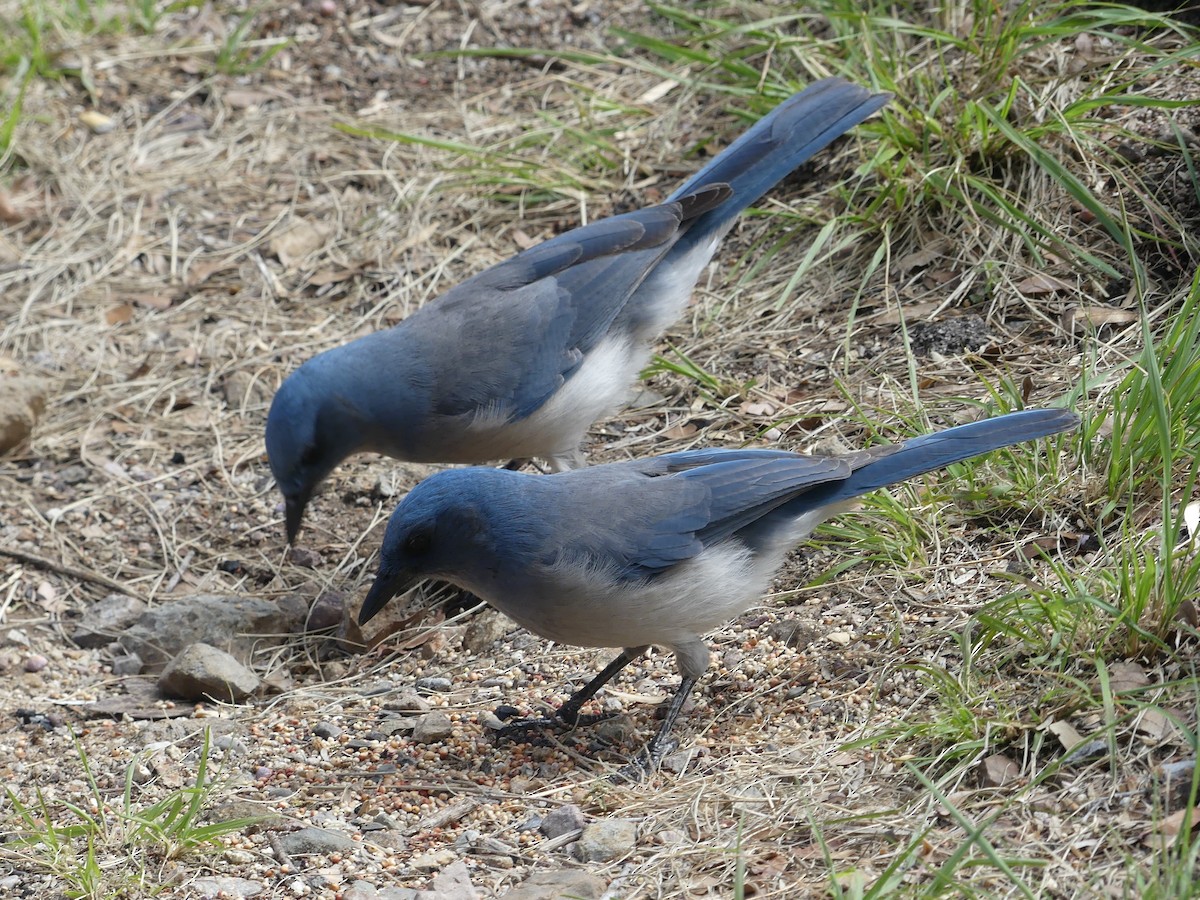 Mexican Jay - Ted Down