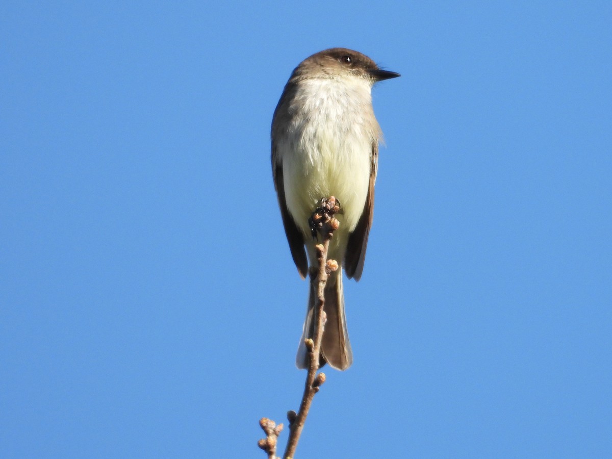 Eastern Phoebe - ML616566024