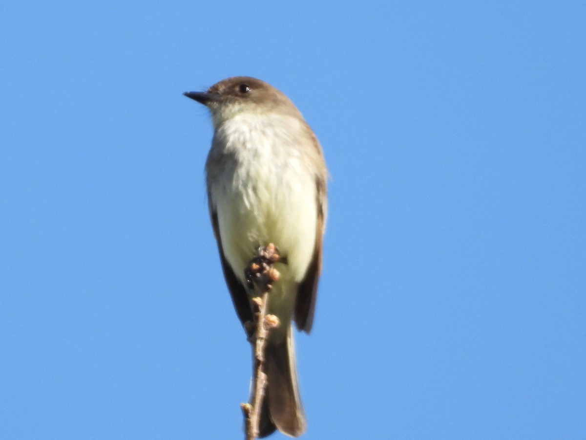 Eastern Phoebe - ML616566025