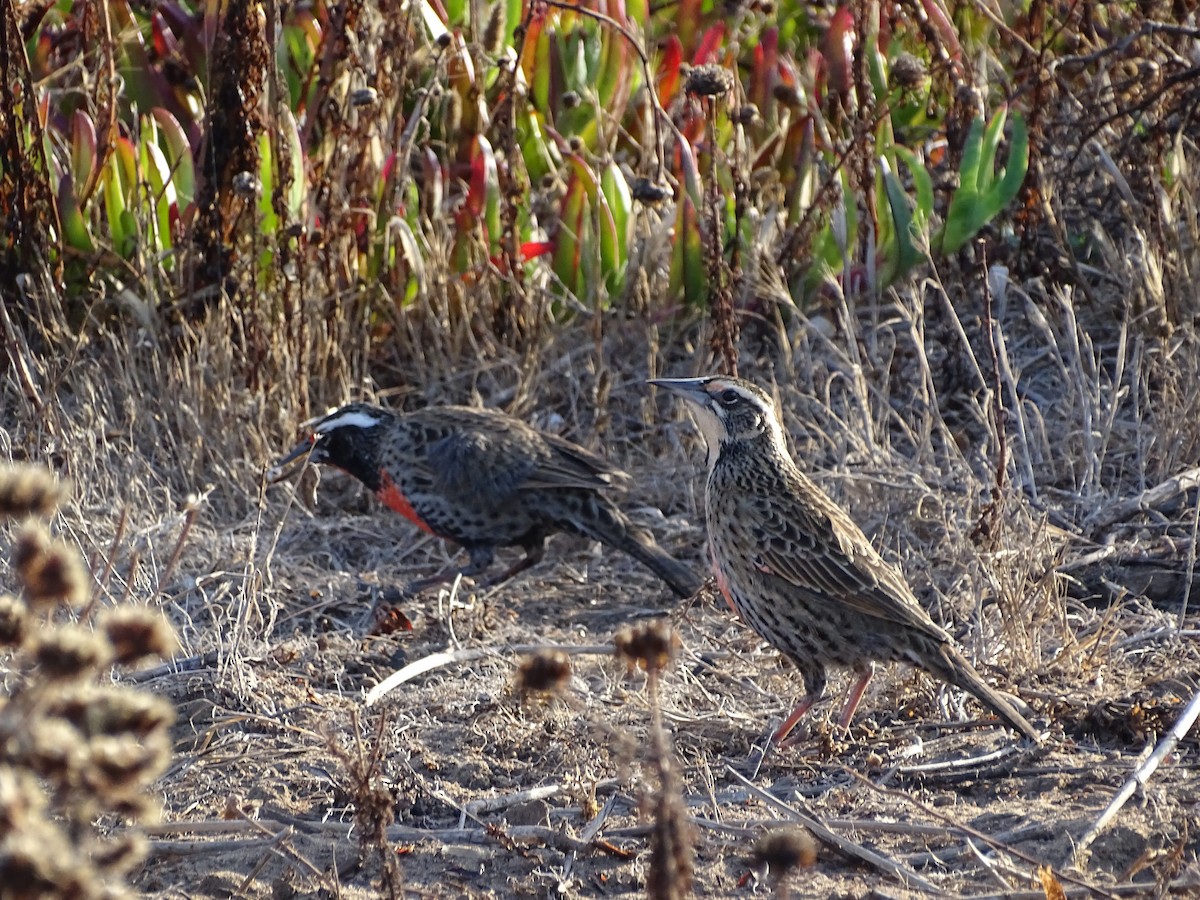 Long-tailed Meadowlark - Nicole Arcaya-Orrego