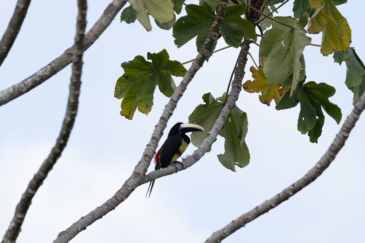 Black-necked Aracari - ML616566057