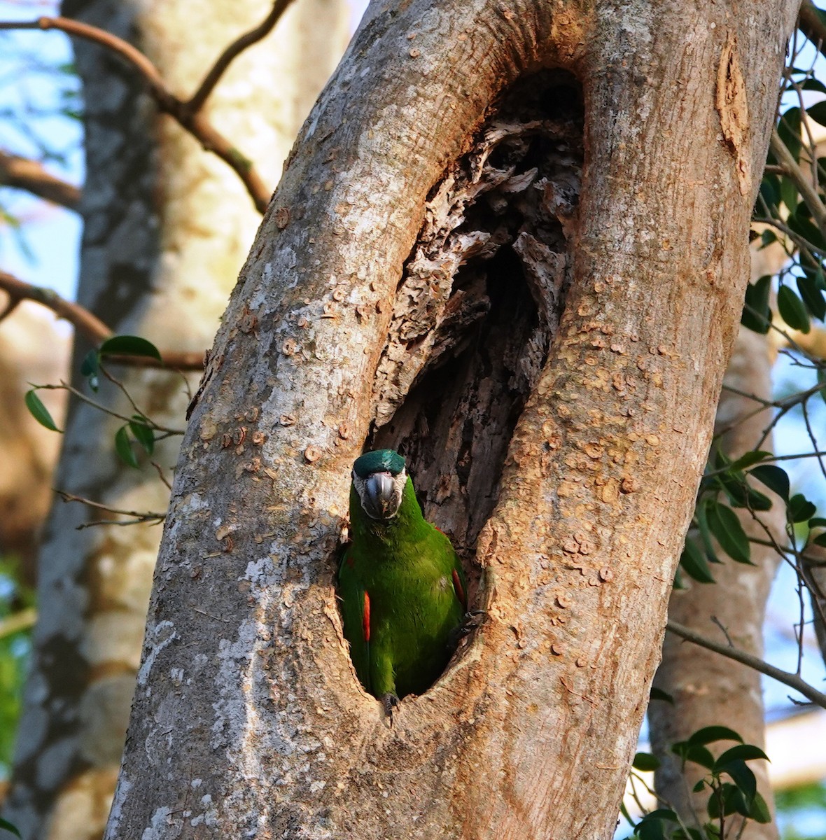 Red-shouldered Macaw - Nige Hartley