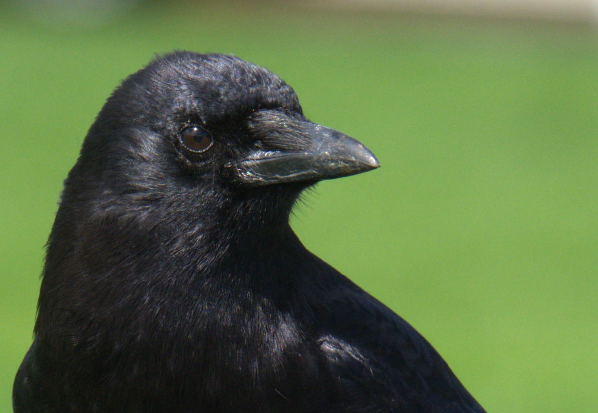 American Crow - ML616566117