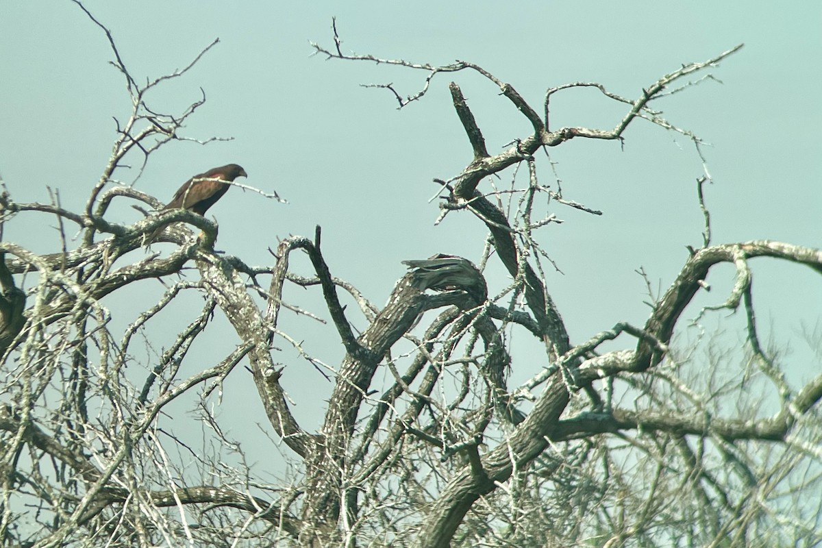 Harris's Hawk - ML616566138