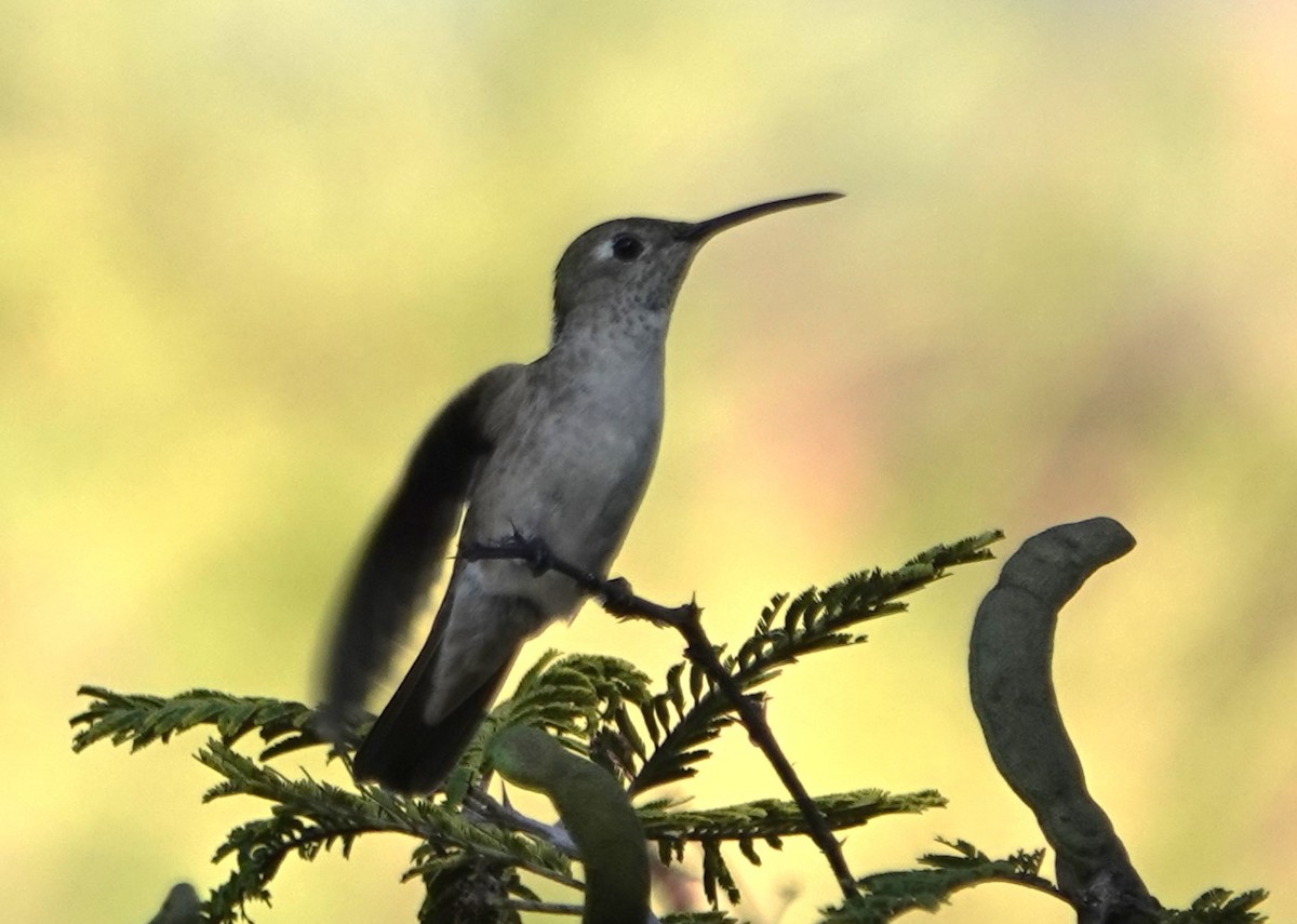 Spot-throated Hummingbird - Peter Blancher