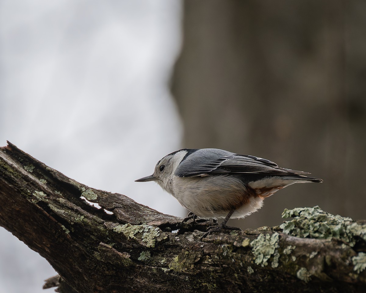 White-breasted Nuthatch - ML616566152