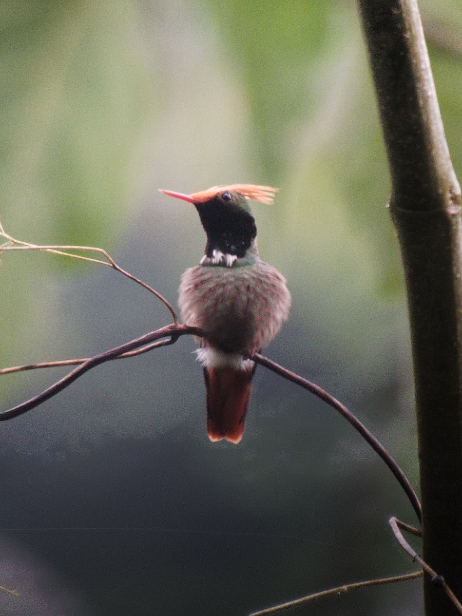 Rufous-crested Coquette - ML616566174