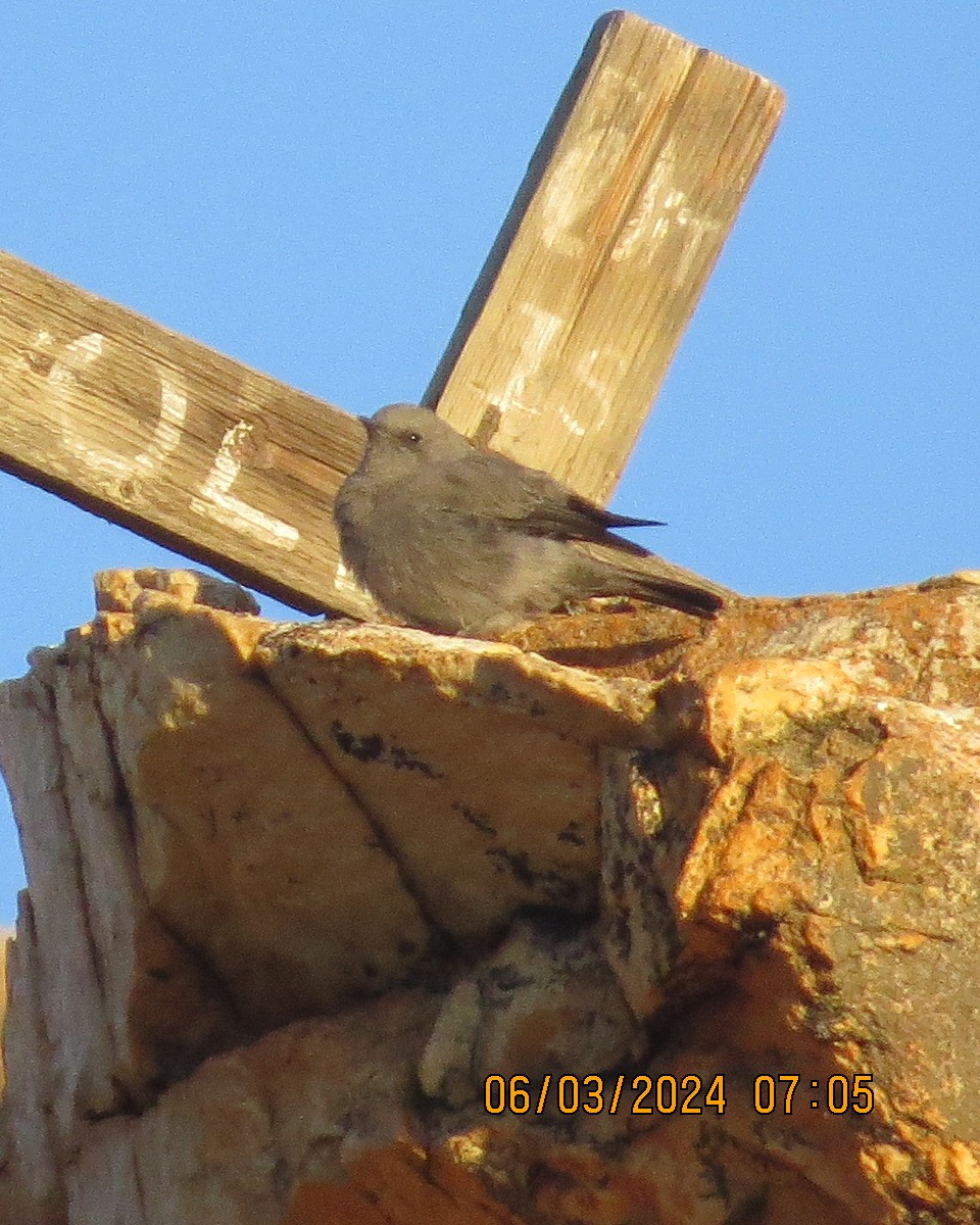 Mountain Wheatear - Gary Bletsch