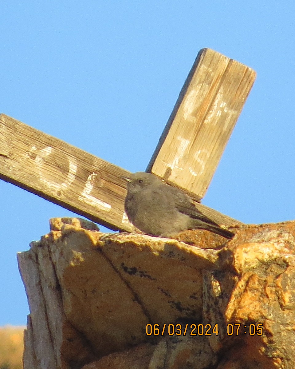 Mountain Wheatear - Gary Bletsch