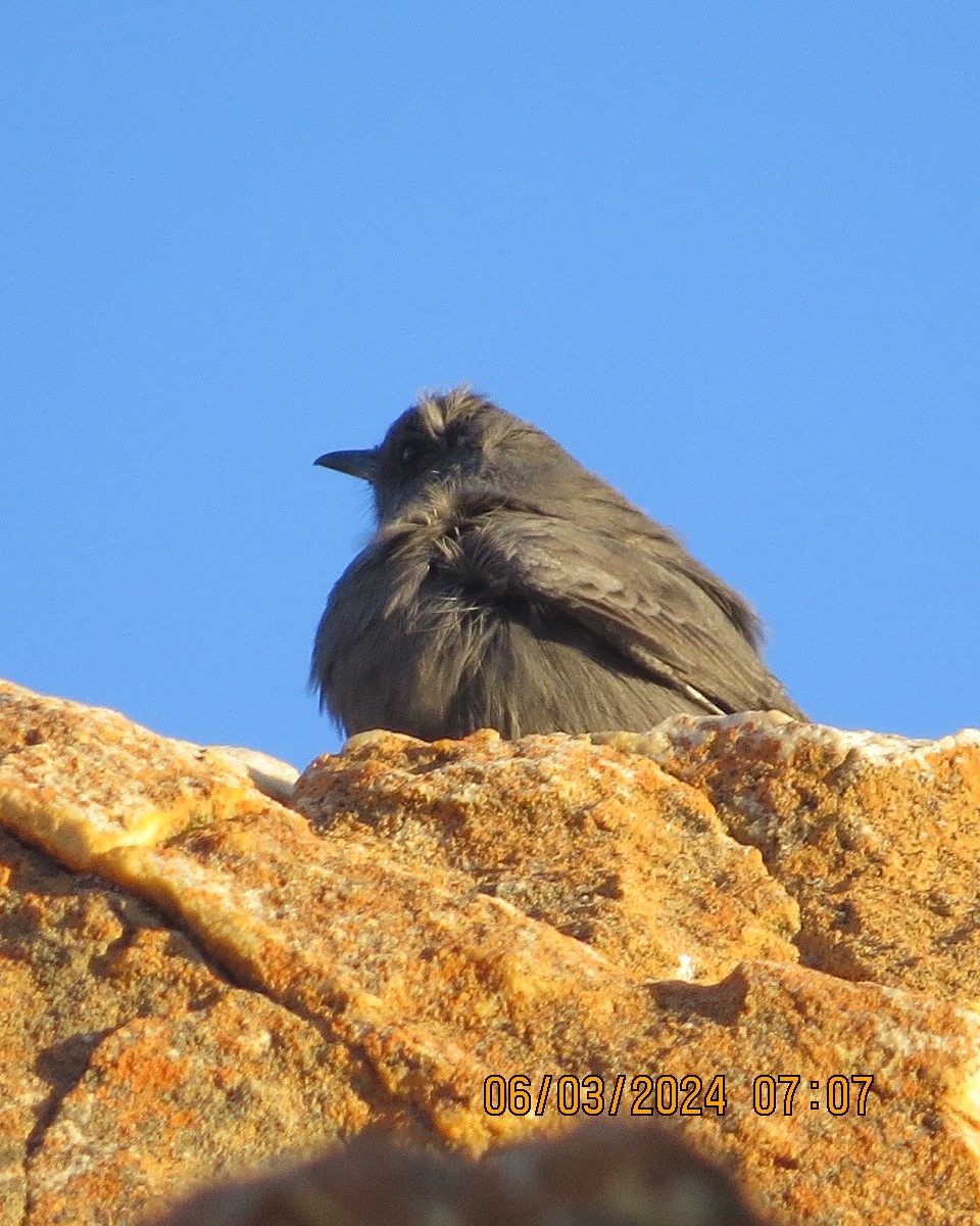 Mountain Wheatear - ML616566194