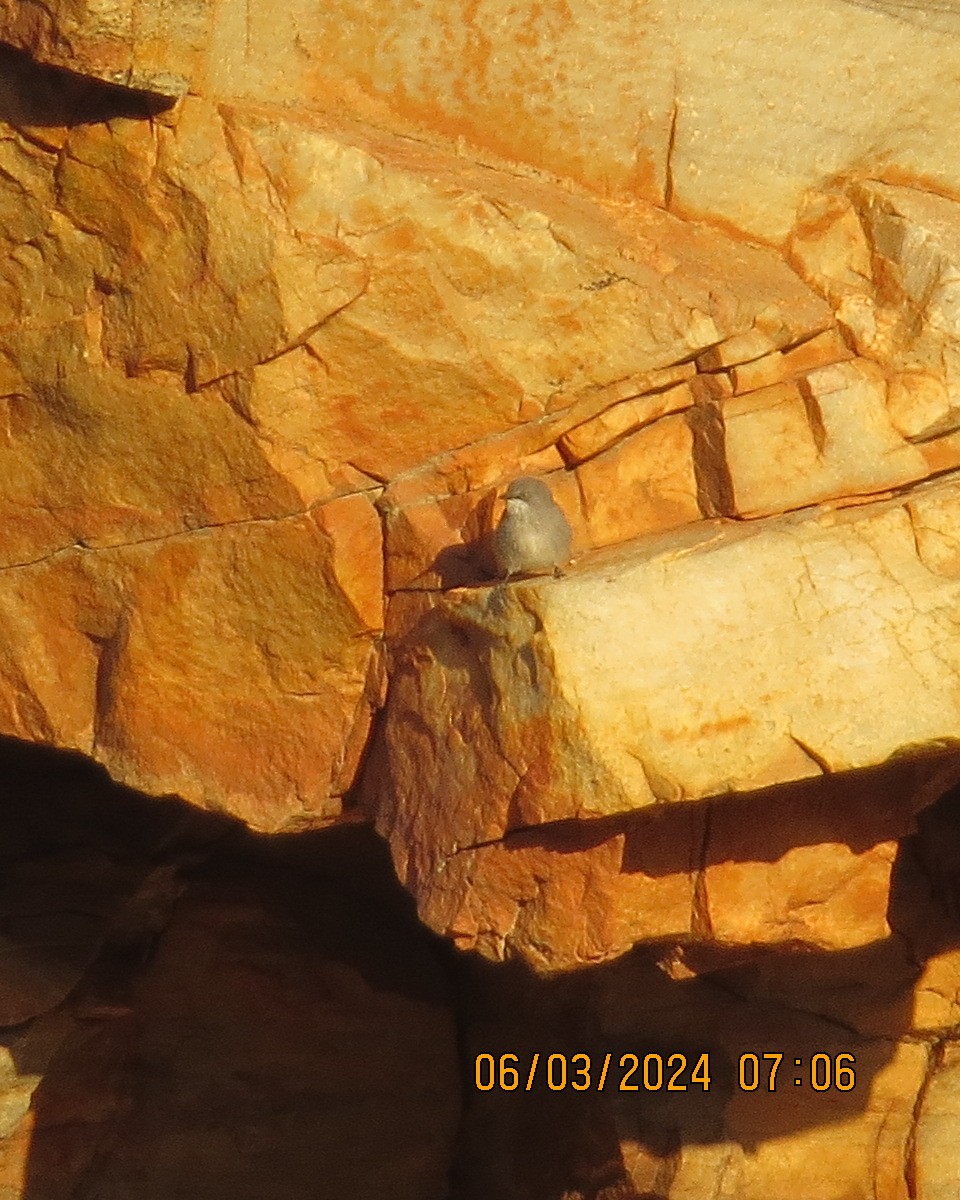 Намибийская синицевая славка - ML616566207