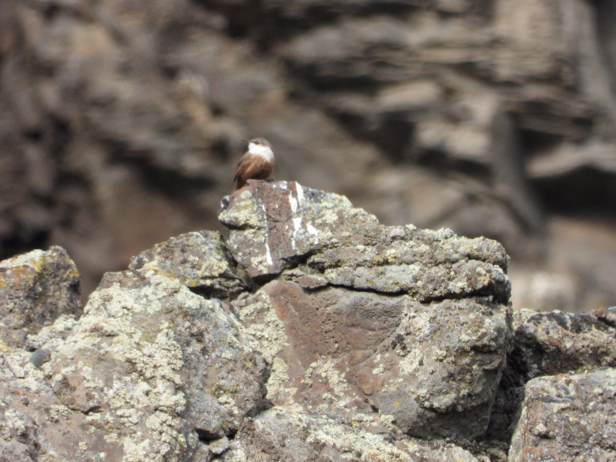 Canyon Wren - Marcea Marine