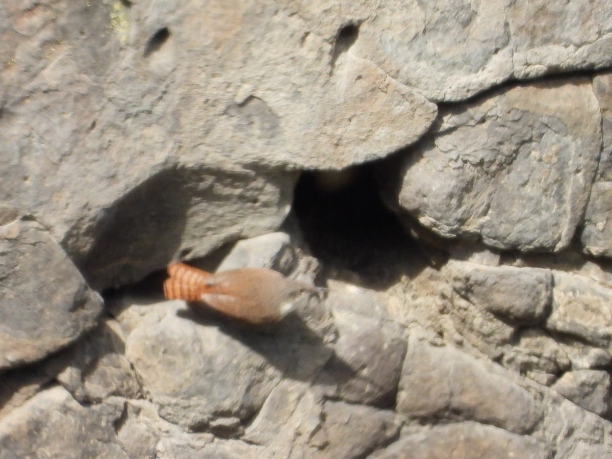 Canyon Wren - Marcea Marine