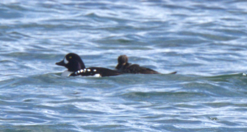 Barrow's Goldeneye - ML616566292