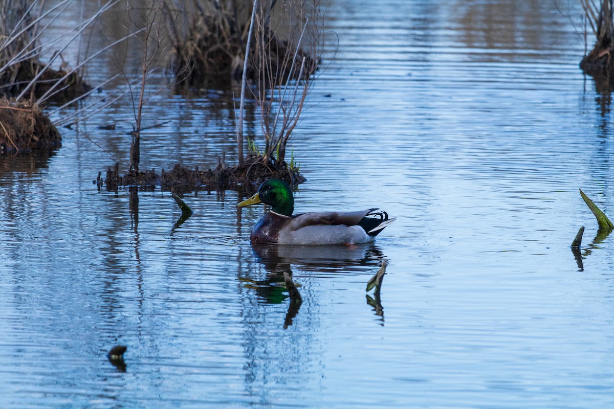 Зэрлэг нугас - ML616566333