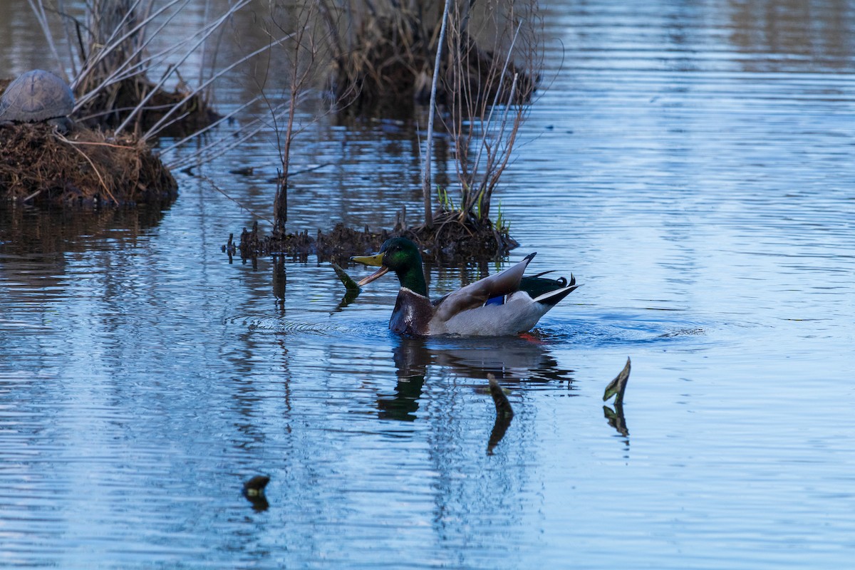 Зэрлэг нугас - ML616566334