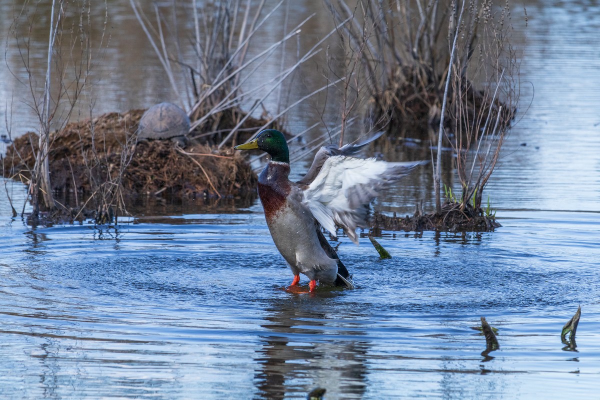 Зэрлэг нугас - ML616566335