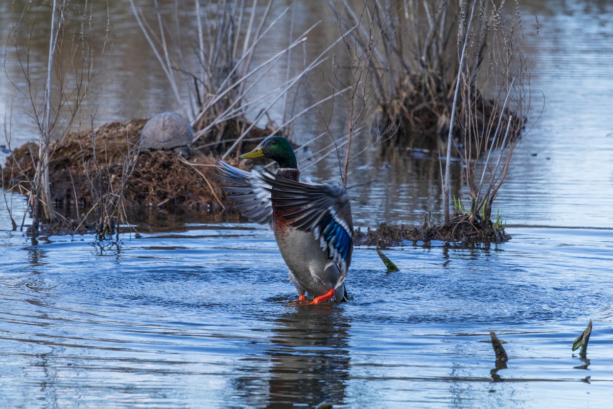 Зэрлэг нугас - ML616566336