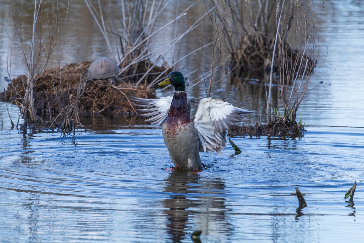 Зэрлэг нугас - ML616566338