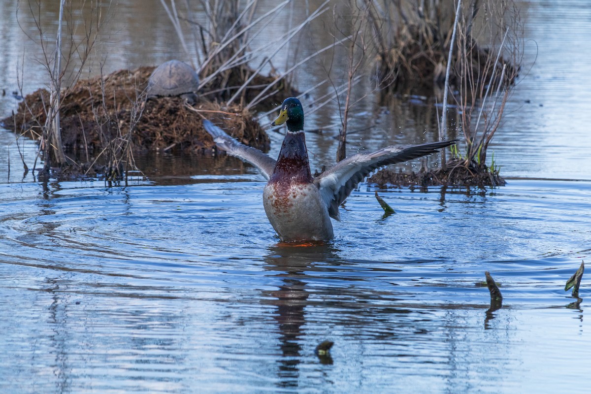 Зэрлэг нугас - ML616566339