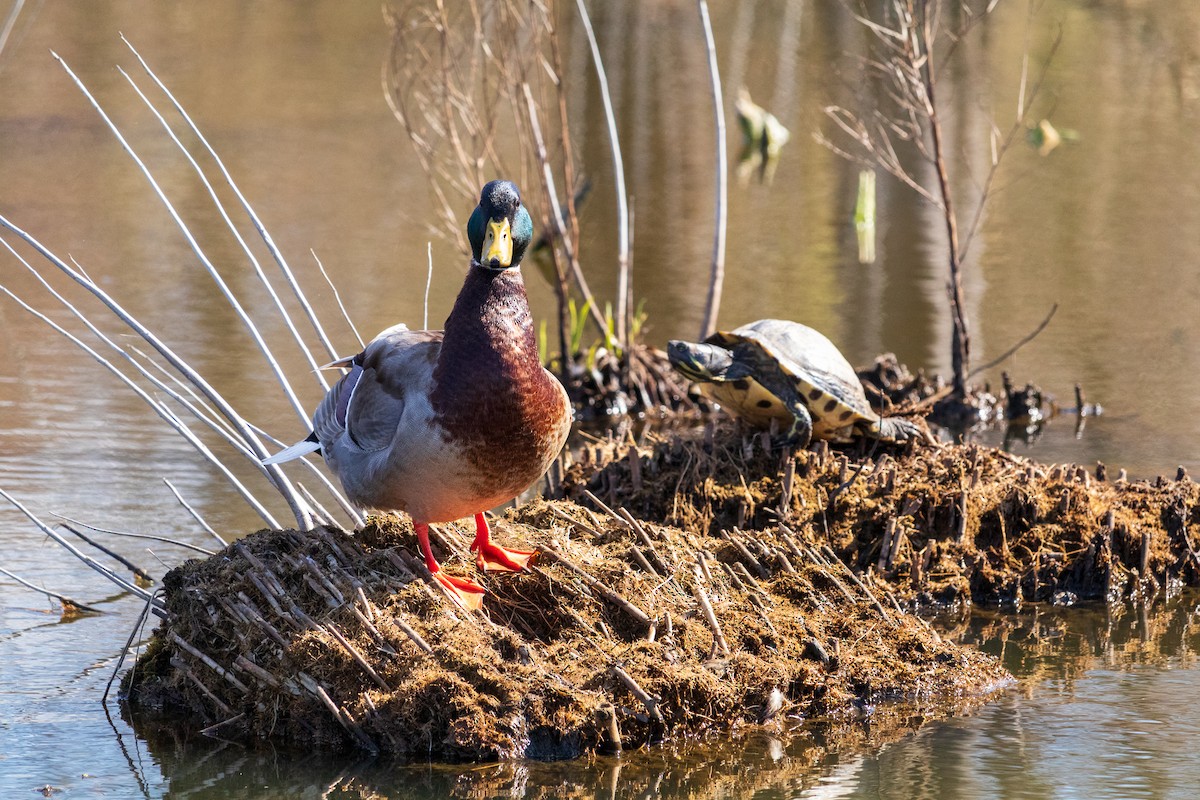 Зэрлэг нугас - ML616566341