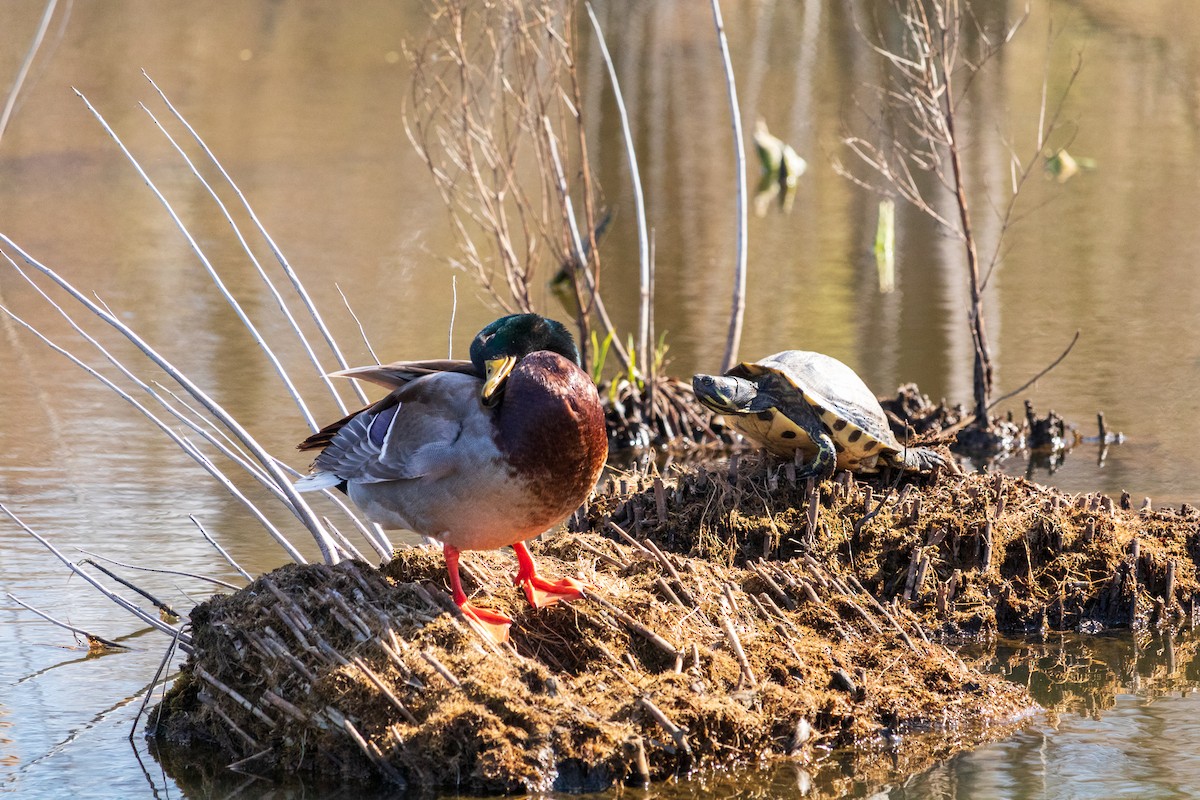 Зэрлэг нугас - ML616566342