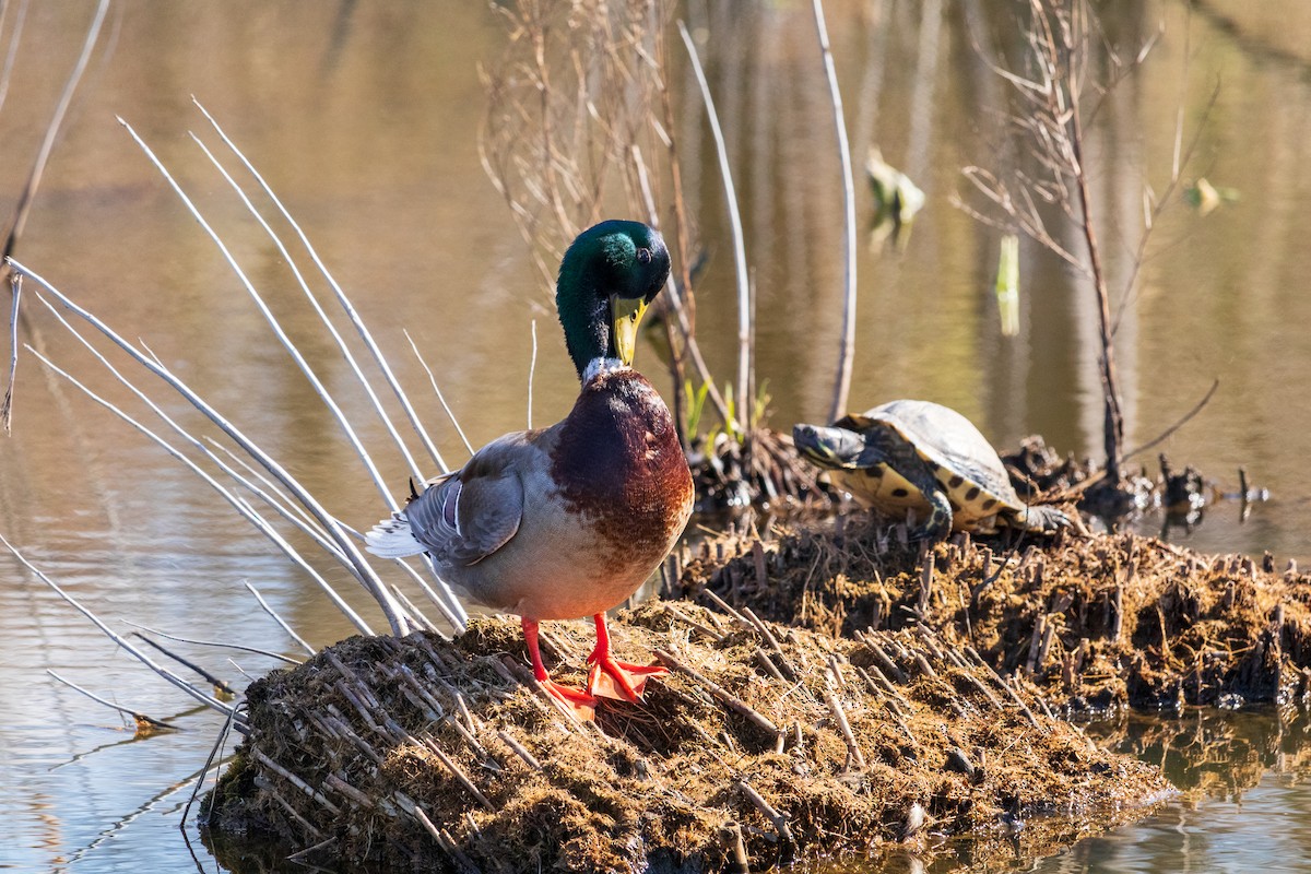 Зэрлэг нугас - ML616566344