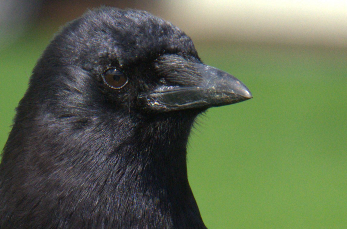 American Crow - ML616566360