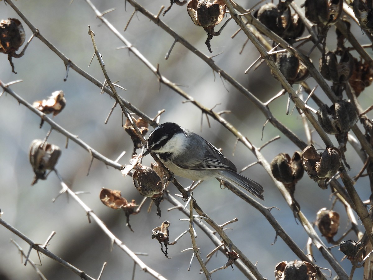 Mountain Chickadee - Carolyn Willcox