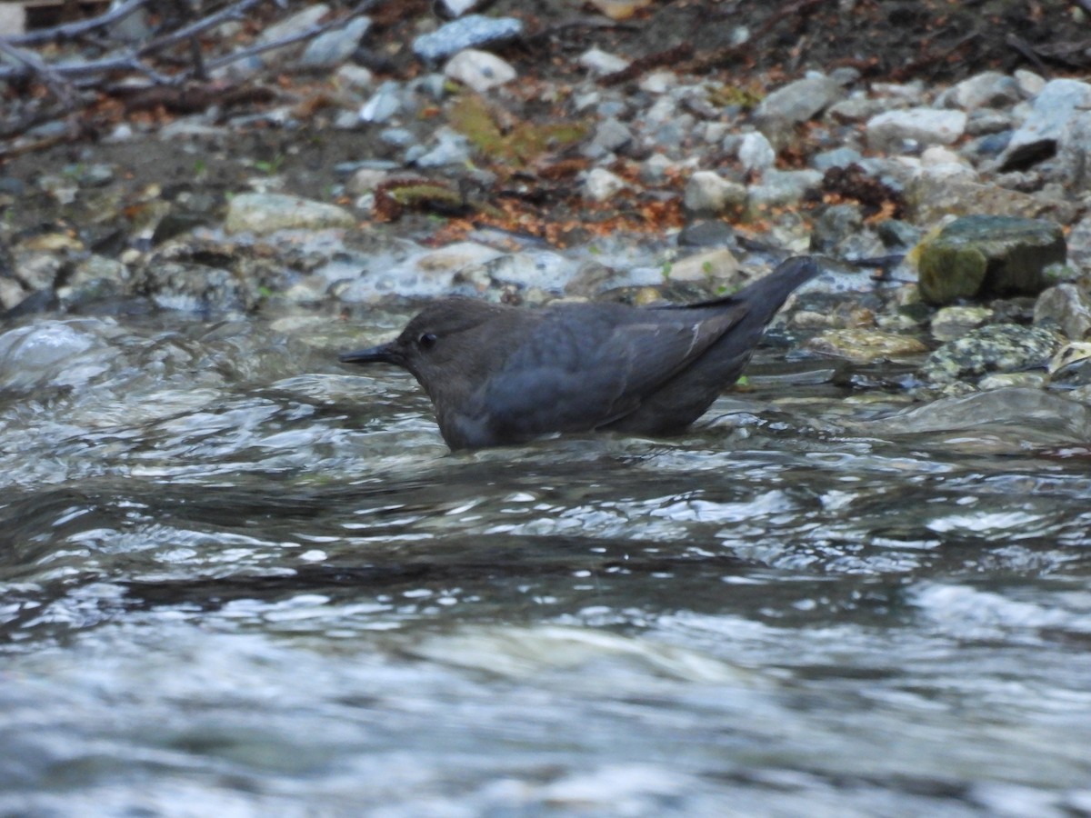 American Dipper - ML616566401