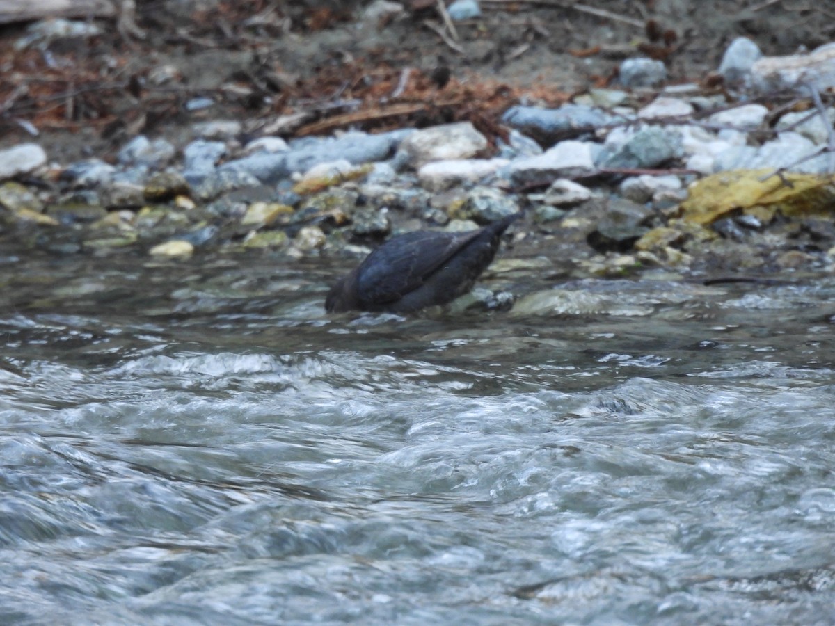 American Dipper - ML616566402