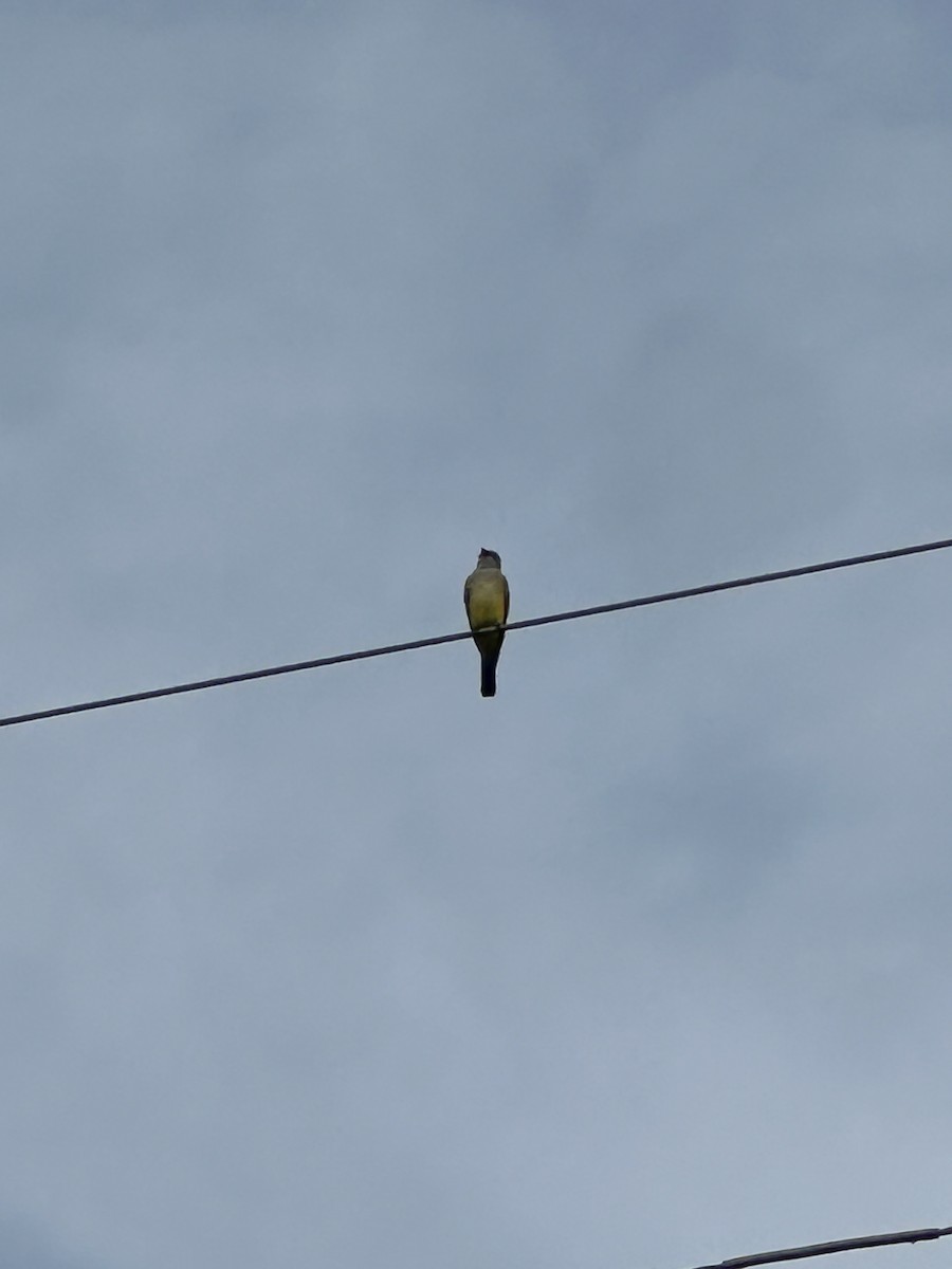 Western Kingbird - ML616566405