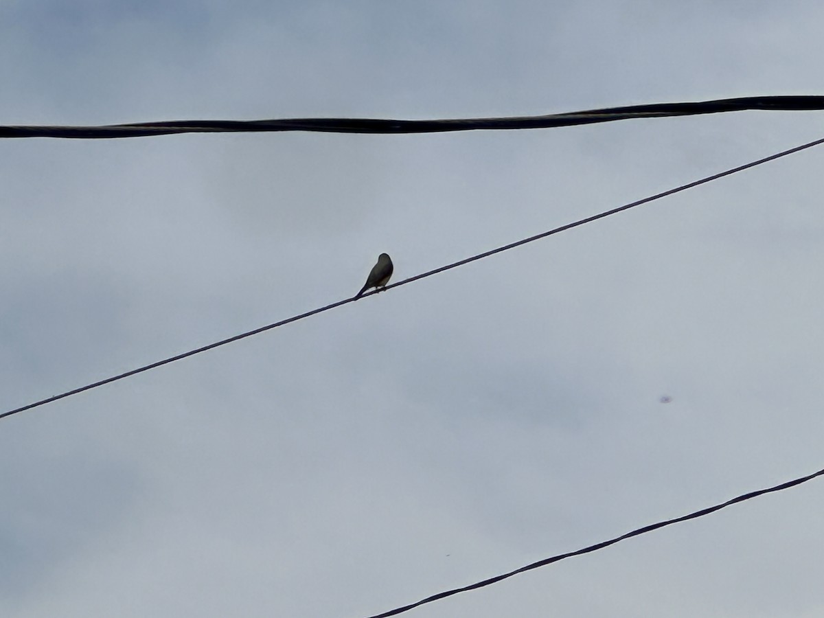 Western Kingbird - ML616566406