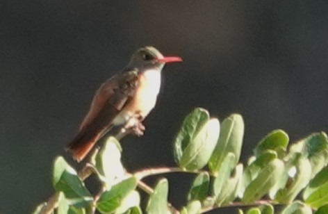 Amazilia Hummingbird - ML616566454
