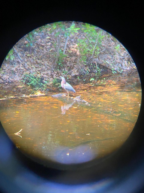 Green Heron - Peter Learned