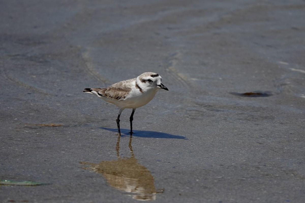 Snowy Plover - ML616566492