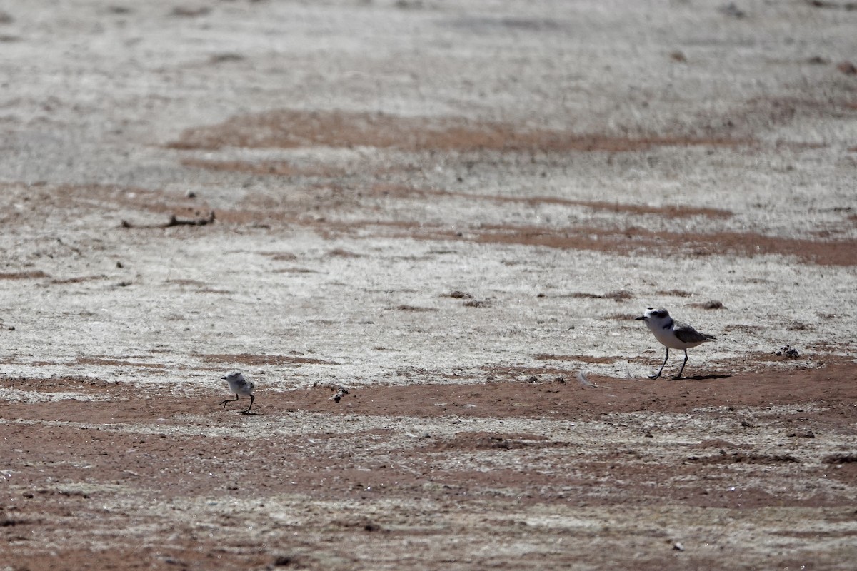 Snowy Plover - Michel Robert