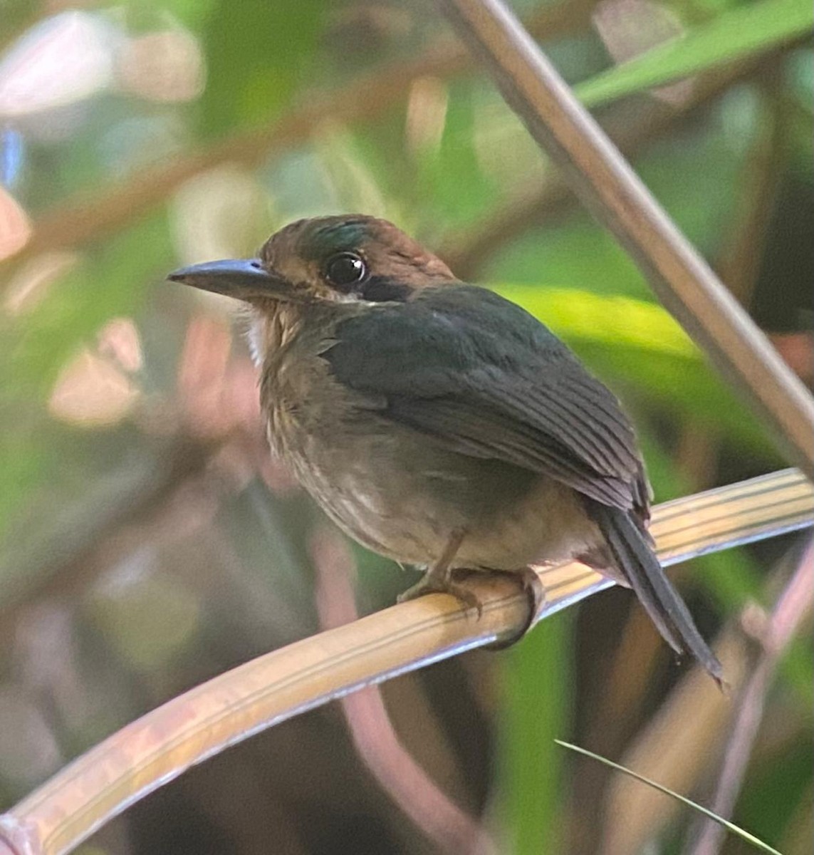 Zwergmotmot - ML616566517