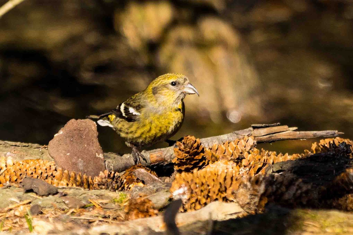 White-winged Crossbill - ML616566552