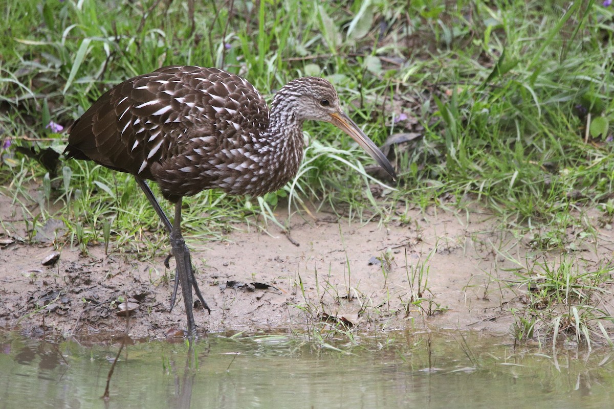 Limpkin - ML616566553