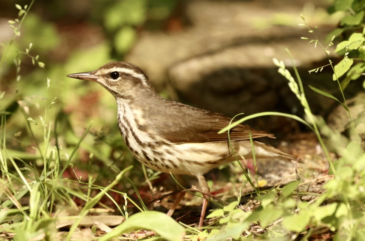 Louisiana Waterthrush - ML616566576