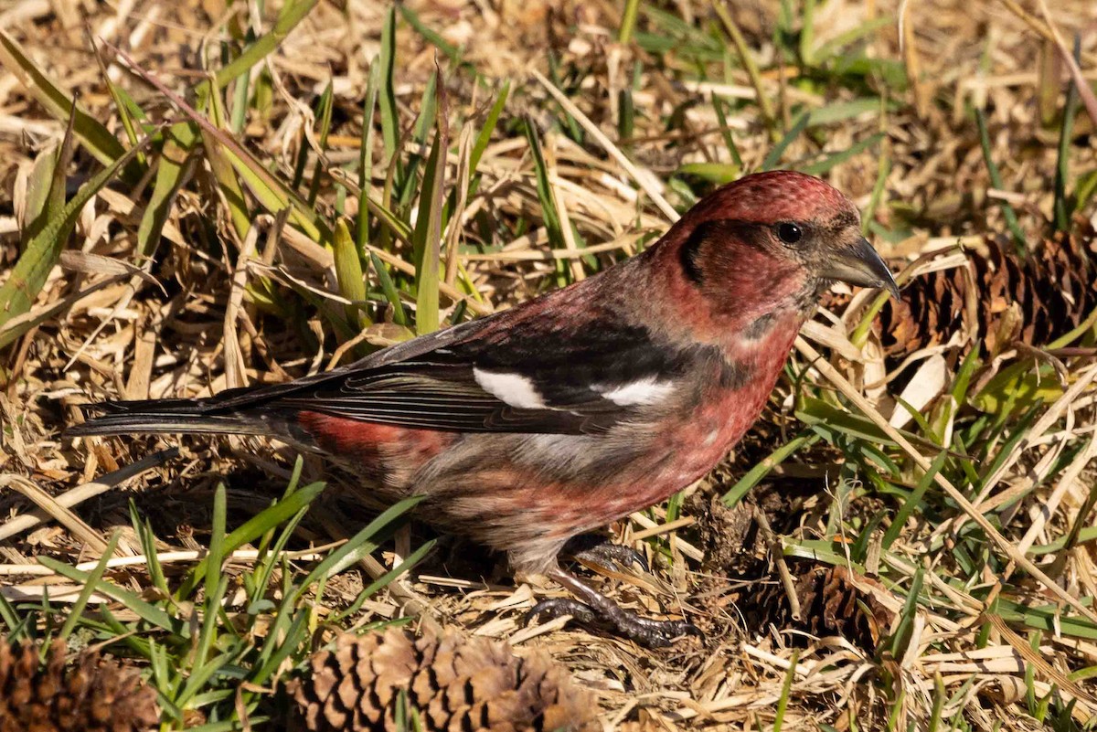 White-winged Crossbill - ML616566626